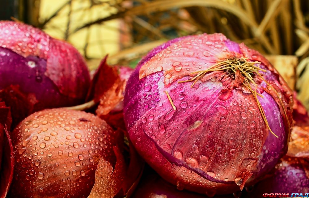 фото фрукты и овощи