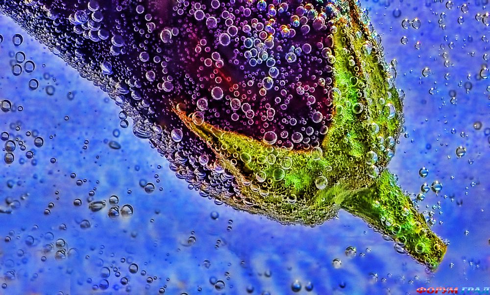 ягоды, фрукты и овощи фото