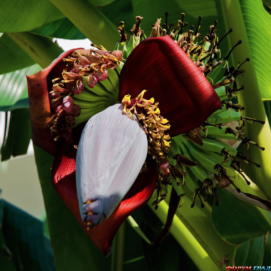 ягоды, фрукты и овощи фото