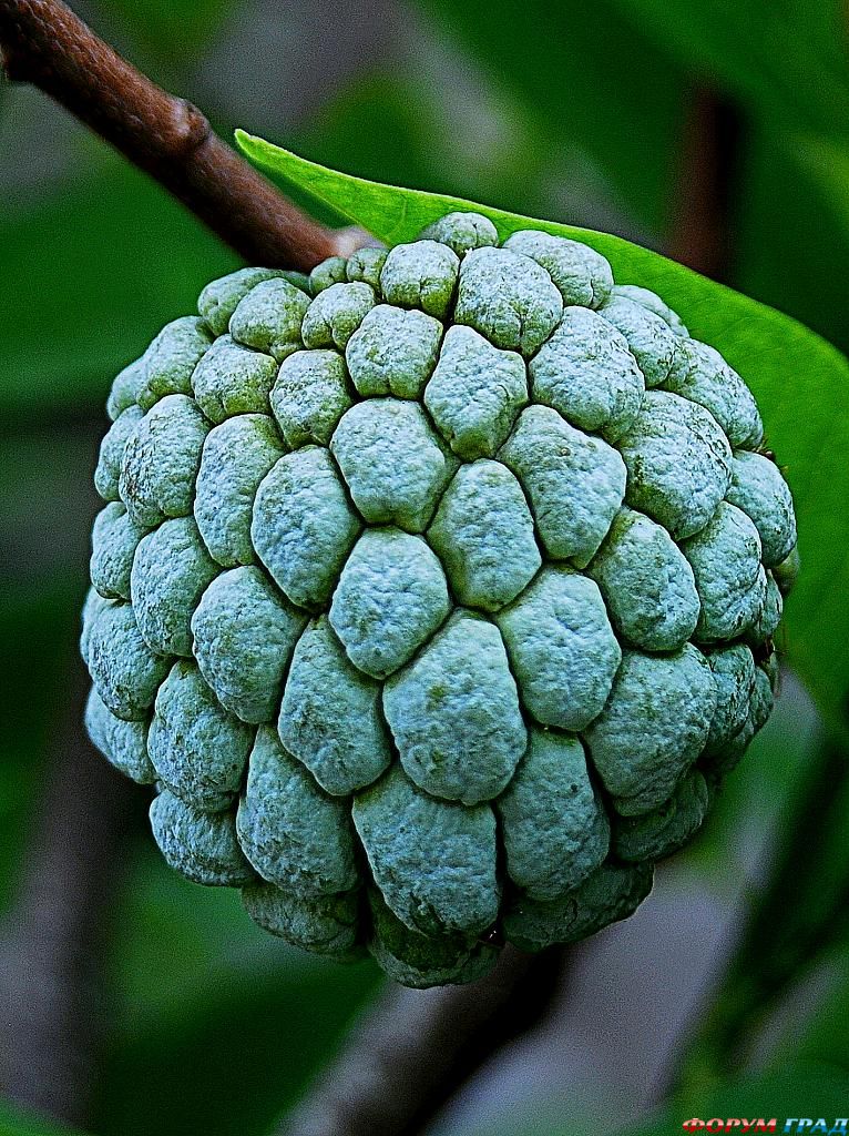 ягоды, фрукты и овощи фото