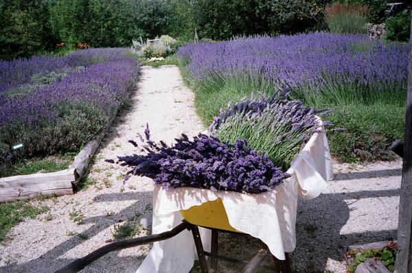 lavender-garden-02