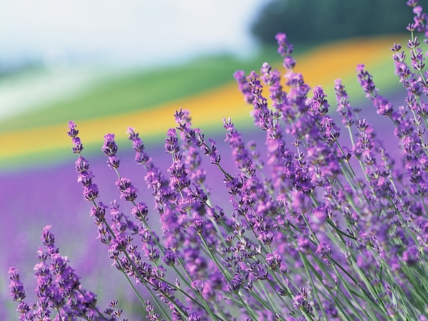lavender-garden-05