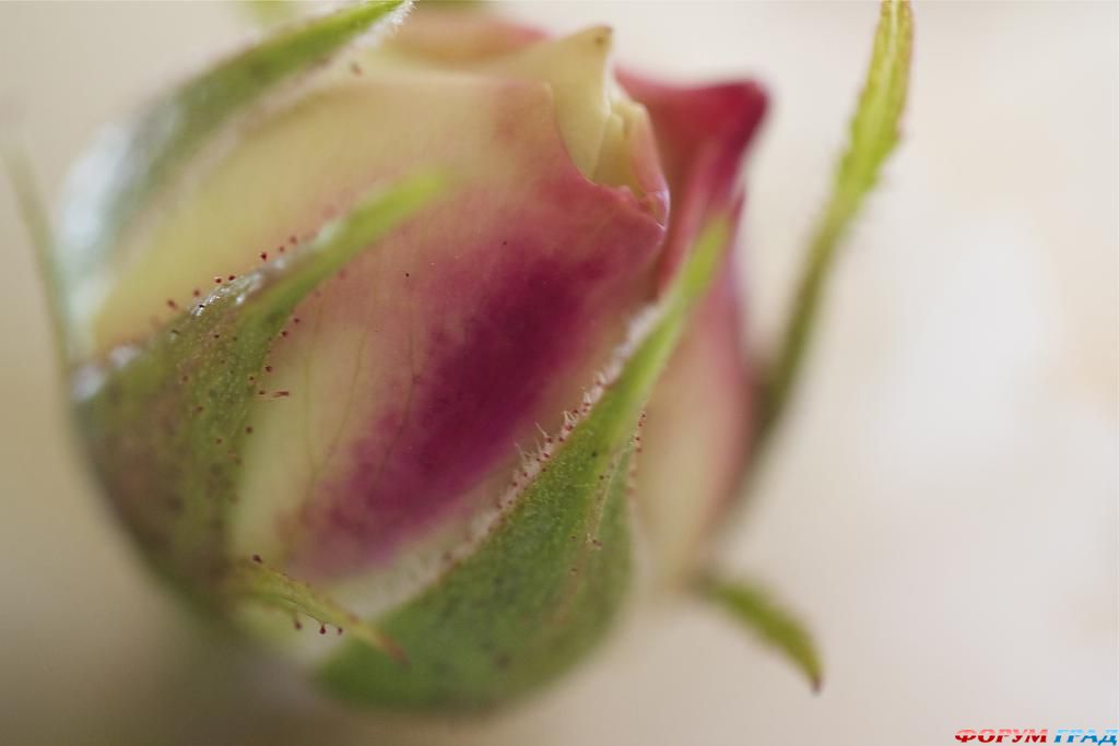 Ароматный аксессуар