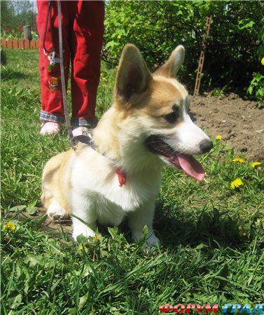 Питомник Emerald City