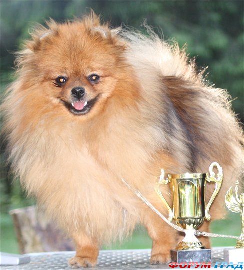 Питомник Emerald City