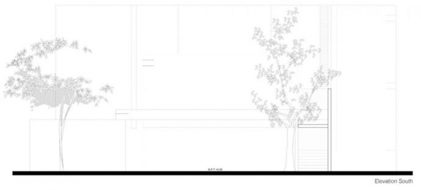 arbol-dentro-de-casa-17